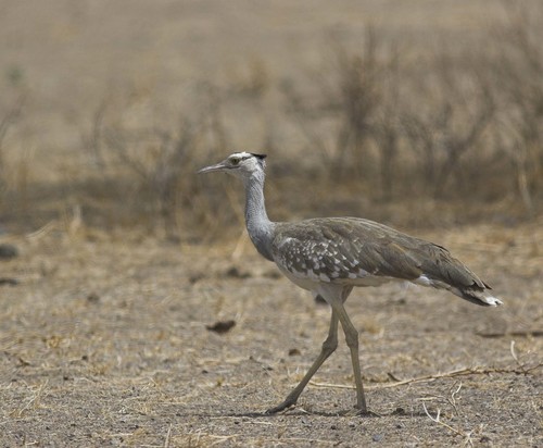 Arabian Bustard reference