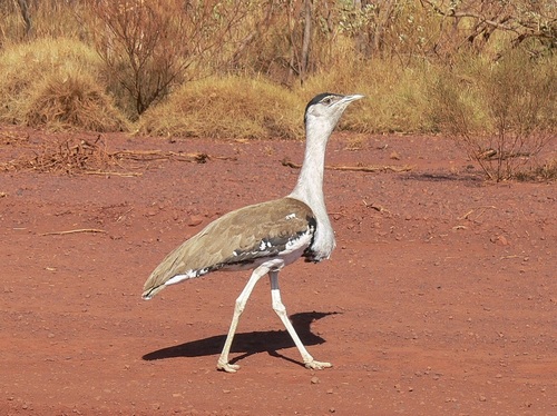 Australian Bustard reference