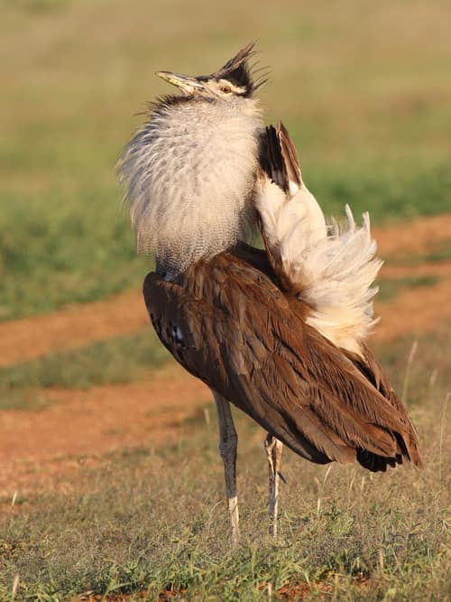 Kori Bustard reference