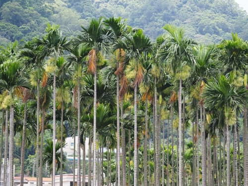 Betel Nut Palm reference