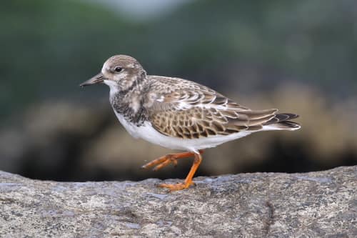 Ruddy Turnstone reference