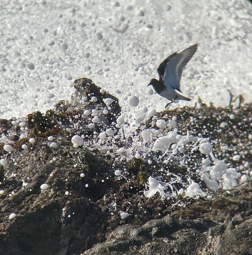 Black Turnstone reference