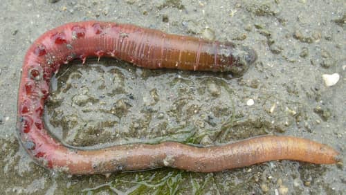 Lugworm reference