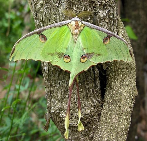 African Moon Moth reference