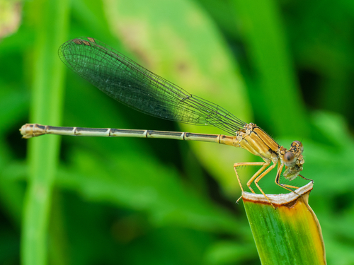 Blue-fronted Dancer reference
