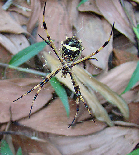 Silver Argiope reference