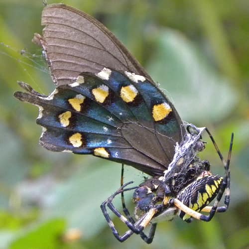 Yellow Garden Spider reference