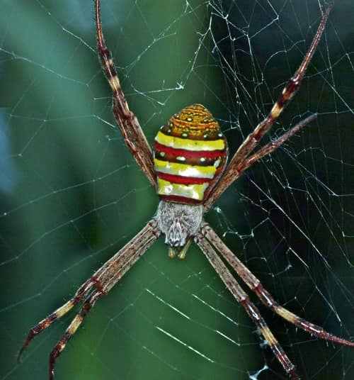 St Andrew's Cross Spider reference