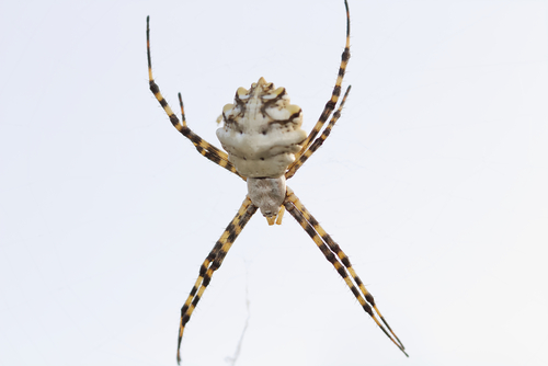 Lobed Garden Spider reference