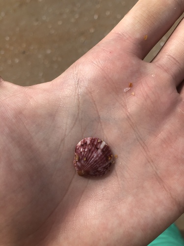 Calico Scallop reference