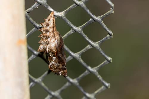 Silver-washed Fritillary reference
