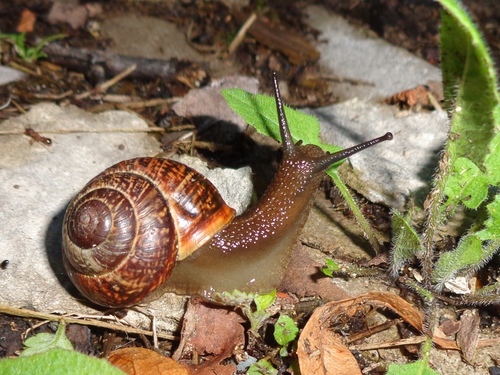 Copse Snail reference