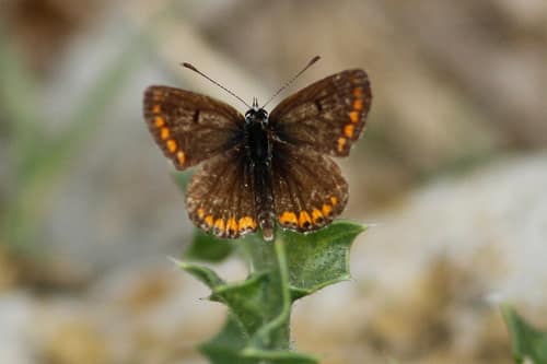 Brown Argus reference