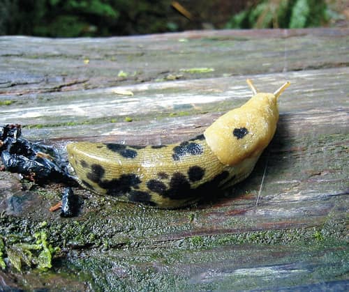 Pacific Banana Slug reference