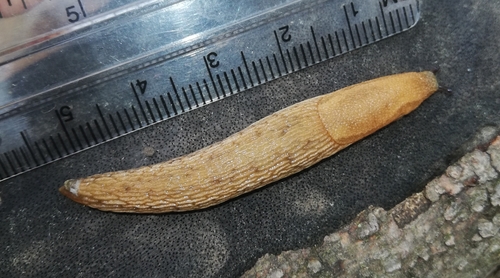 Brown Belted Slug reference