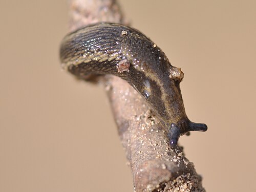 Garden Slug reference