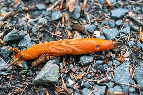 Red Slug reference