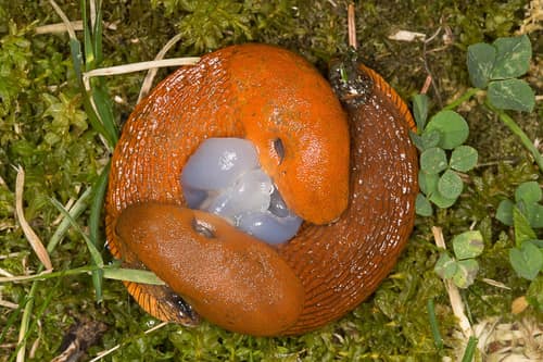 Spanish Slug reference