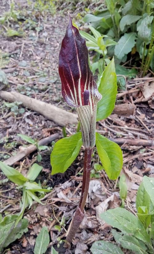 Jack-in-the-Pulpit reference