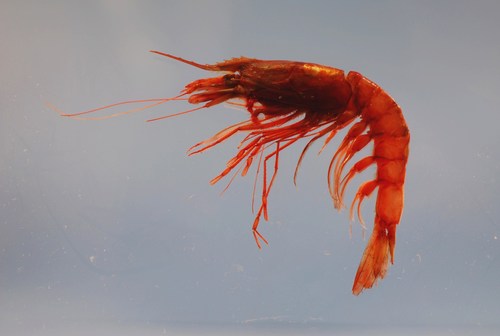 Giant Red Shrimp reference