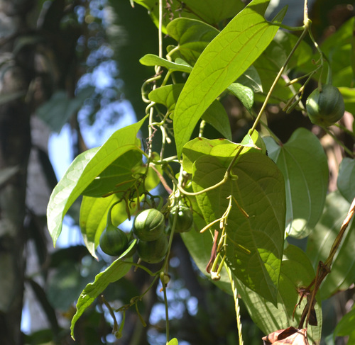 Dutchman's Pipe reference