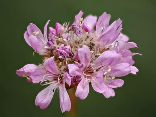 Sea Thrift reference