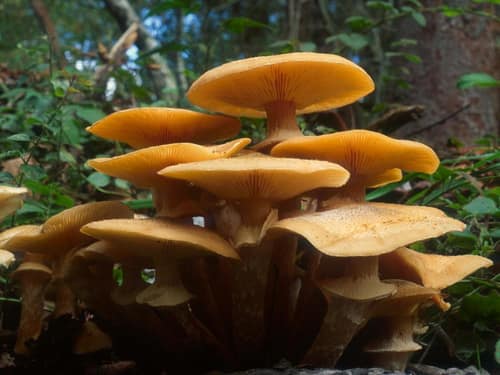 Honey Mushroom reference