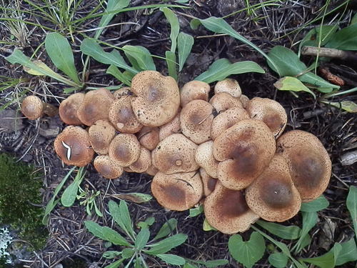 Dark Honey Fungus reference
