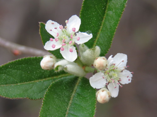Red Chokeberry reference