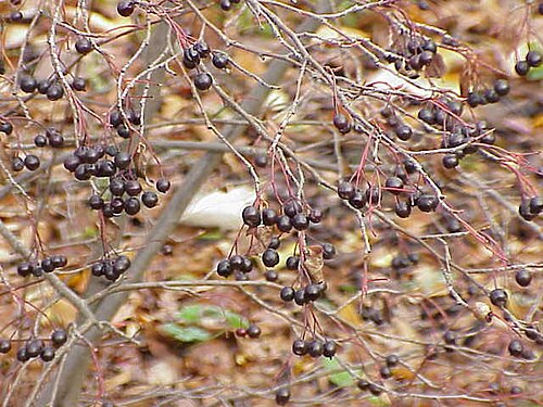 Purple Chokeberry reference
