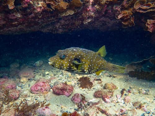 White-spotted Puffer reference