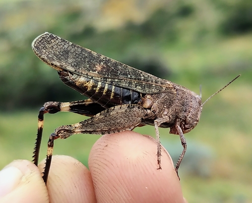 Red-Winged Grasshopper reference