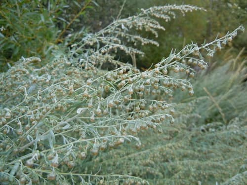 Common Wormwood reference