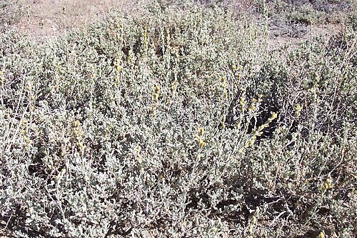 Low Sagebrush reference