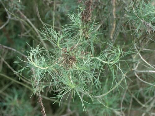 California Sagebrush reference