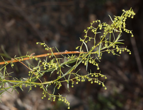 Tarragon reference