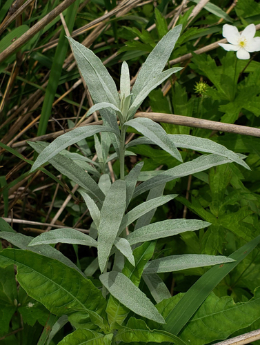 Silver King Artemisia reference