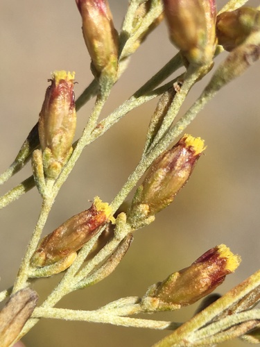 Black Sagebrush reference