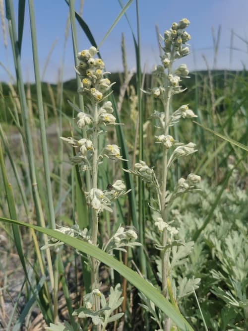 Beach Wormwood reference