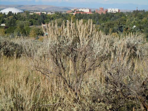 Big Sagebrush reference