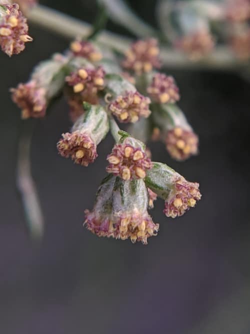 Mugwort reference