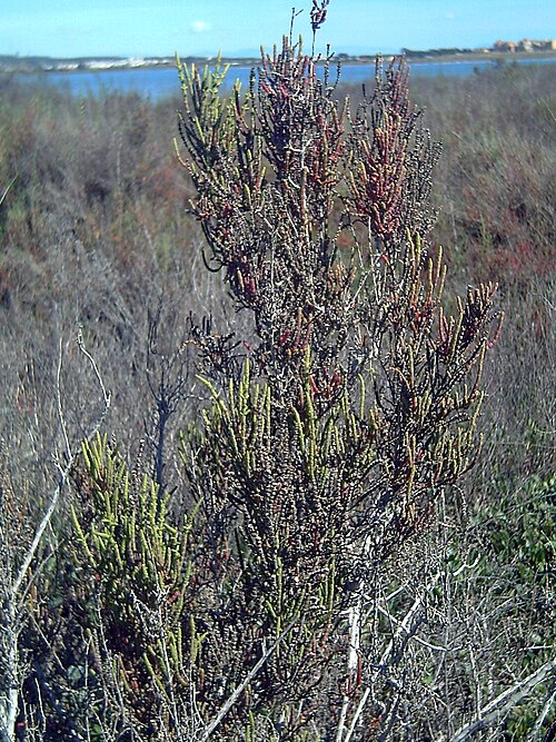 Shrubby Swampfire reference