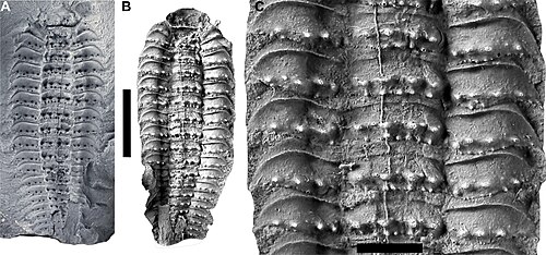 Giant Millipede reference