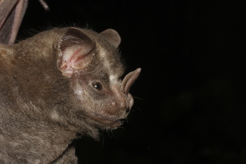 Great Fruit-eating Bat reference
