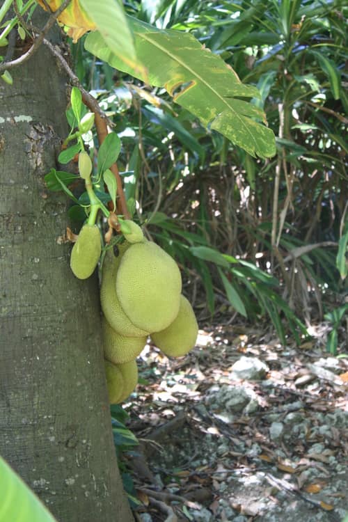 Jackfruit reference