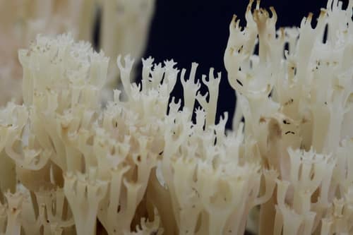Crown-tipped Coral Fungus reference
