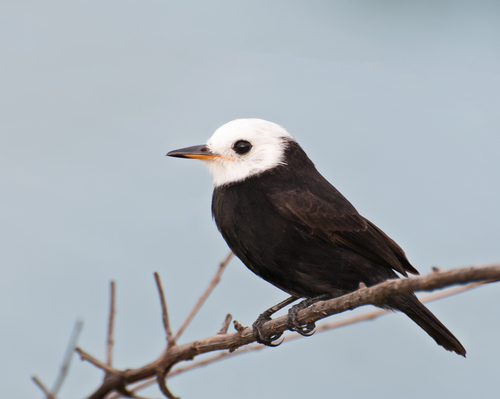 White-headed Marsh Tyrant reference