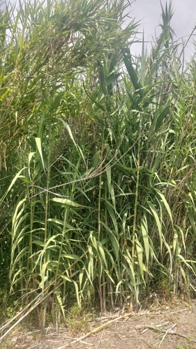 Giant Reed reference