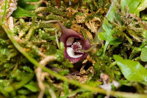 Canadian Wild Ginger reference