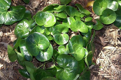 Wild Ginger reference
